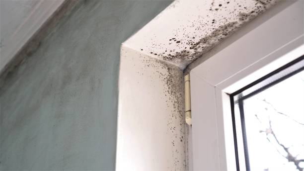 Best Mold Odor Removal Services  in Santa Teresa, NM