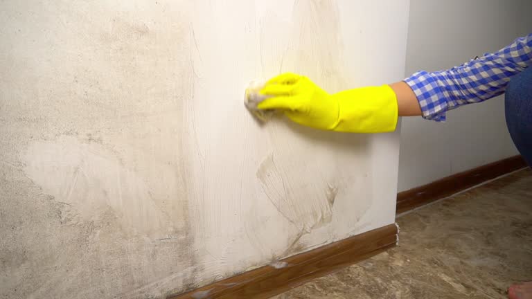Best Attic Mold Removal  in Santa Teresa, NM
