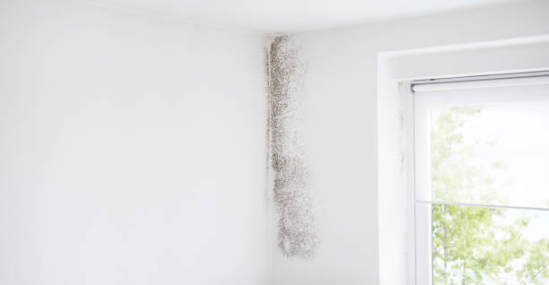 Environmental Consulting for Mold Prevention in Santa Teresa, NM