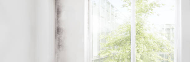  Santa Teresa, NM Mold Removal Pros