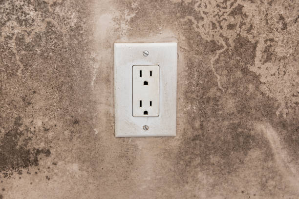 Best Basement Mold Removal  in Santa Teresa, NM