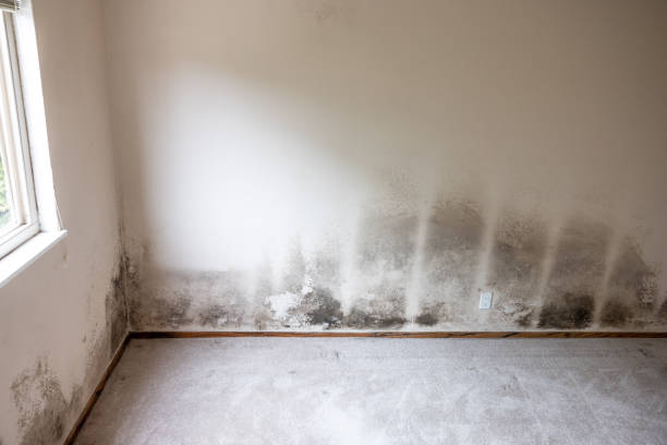 Best Mold Damage Restoration  in Santa Teresa, NM