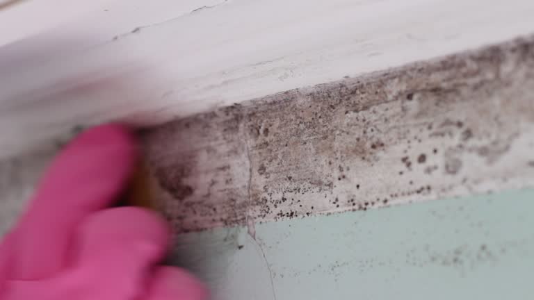 Mold Remediation for Rental Properties in Santa Teresa, NM